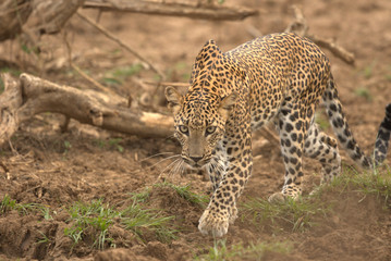 Leopard (Panthera pardus kotiya).
Yala National Park, Sri Lanka. 