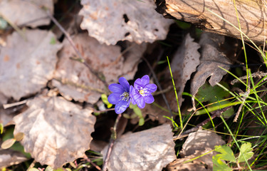 Hepatica in the forest