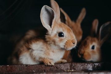 Cute young rabbits in the hutch