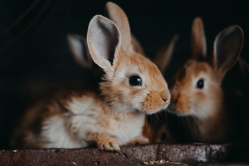 Cute young rabbits in the hutch