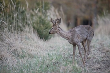 roebuck