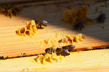 Beekeeping, spring photo