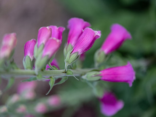 foxglove