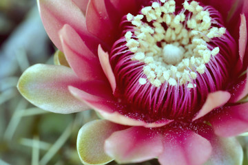 macro close up shot of a pink cactus flower