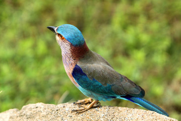 Indian roller, Coracias benghalensis 
Sri Lanka.