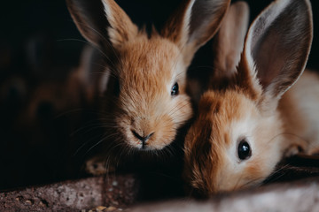 Cute young rabbits in the hutch