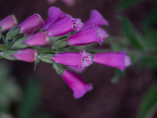 foxglove flower