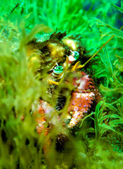 Crab in underwater grassin Malta