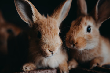 Cute young rabbits in the hutch