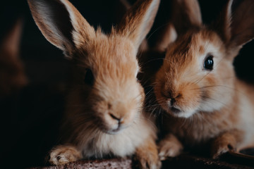 Cute young rabbits in the hutch