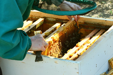 Beekeeping, spring photo