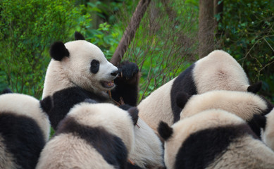 Obraz premium Giant panda bears eating bamboo in forest