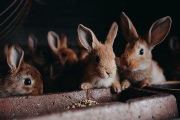 Cute young rabbits in the hutch