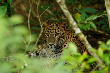 Leopard (Panthera pardus kotiya).
Yala National Park, Sri Lanka. 