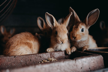 Cute young rabbits in the hutch