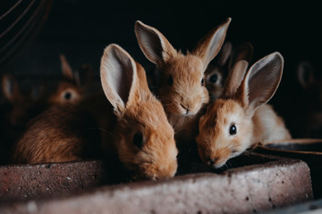 Cute young rabbits in the hutch
