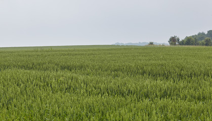 Obraz premium a field planted with wheat