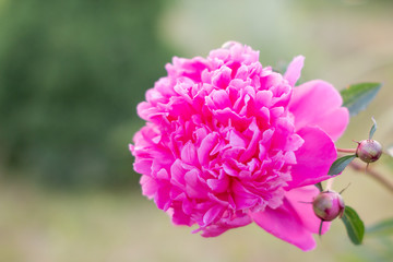 Lush rosy peonies in the blurred background of the green flowerbed.In the summer of a cloudy day, the peony in the Chinese Peony Garden in Baixiang has been full of beautiful flowers.Copy space