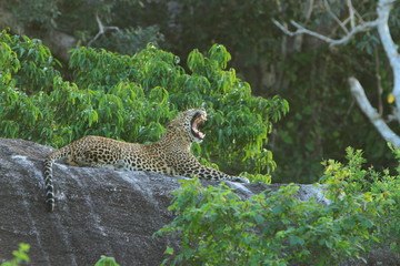 Leopard (Panthera pardus kotiya).
Yala National Park, Sri Lanka. 