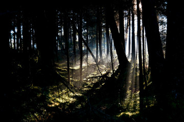 mystical fairytale forest darkness and light