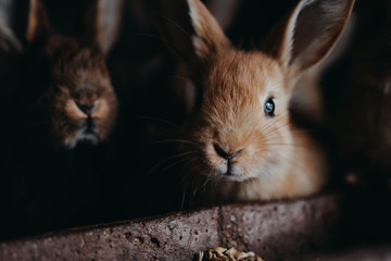 Cute young rabbits in the hutch