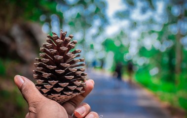 A dry pine tree cone on hand with colorful blur background in the morning