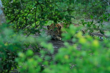 Leopard (Panthera pardus kotiya).
Yala National Park, Sri Lanka. 