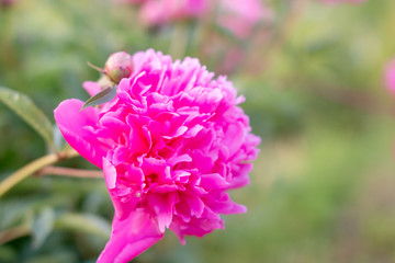 Obraz premium Lush rosy peonies in the blurred background of the green flowerbed.In the summer of a cloudy day, the peony in the Chinese Peony Garden in Baixiang has been full of beautiful flowers.Copy space