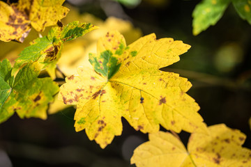 Herbstblatt