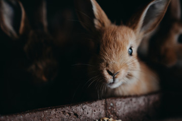 Cute young rabbits in the hutch