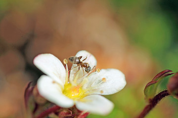 Zarte Frühlingsblüte mit Ameise