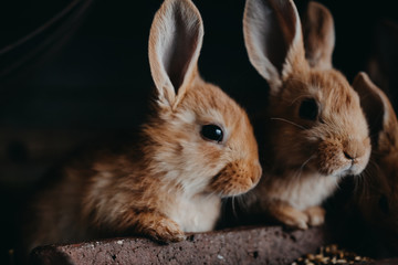 Cute young rabbits in the hutch