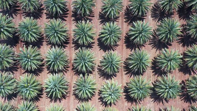 Top down Aerial footage of a large Date palms plantation in the desert.