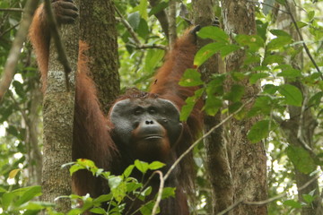 Bornean orangutan (Pongo pygmaeus).
Borneo