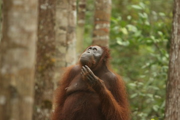 Bornean orangutan (Pongo pygmaeus).
Borneo