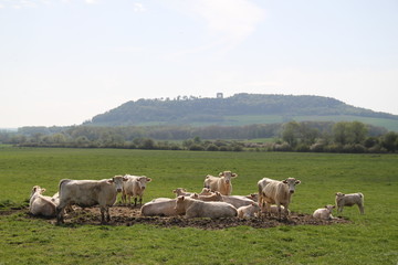 Fototapeta na wymiar Blonde d'aquitaine domestic beef cattle herd