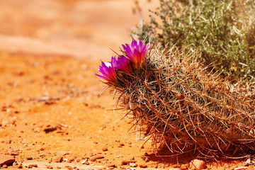Beautiful purple flowers on the cactus in the Utah Moab desert during spring
