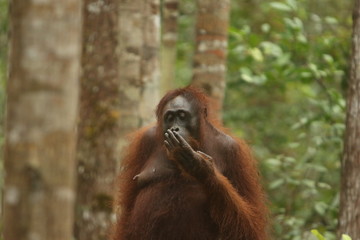 Bornean orangutan (Pongo pygmaeus).
Borneo