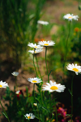 구절초, 데이지