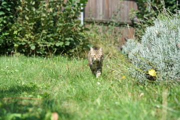 cat in the garden