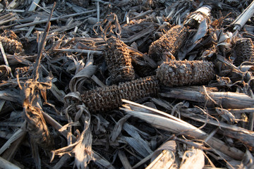 Ein abgeerntet Maisfeld im Frühling, Die leeren Maiskolben liegen auf dem Boden von Feld.