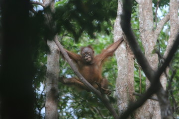 Bornean orangutan (Pongo pygmaeus).
Borneo