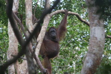 Bornean orangutan (Pongo pygmaeus).
Borneo