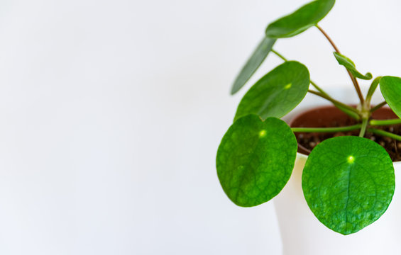 Beautiful Chinese money plant (Pilea Peperomioides) exotic houseplant on white background. Exotic plant detail against white backdrop.