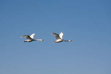Fototapeta na wymiar Two swans in flight