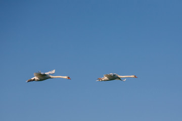Obraz premium Two swans in flight