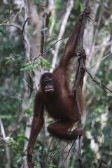 Naklejka premium Bornean orangutan (Pongo pygmaeus). Borneo