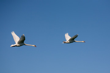 Obraz premium Two swans in flight