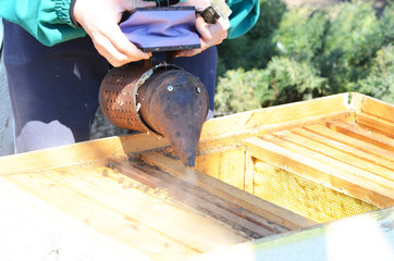 Beekeeping, spring photo