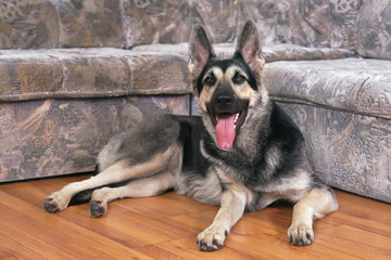 Young East European Shepherd dog posing indoors lying down on a wooden floor near a brown couch